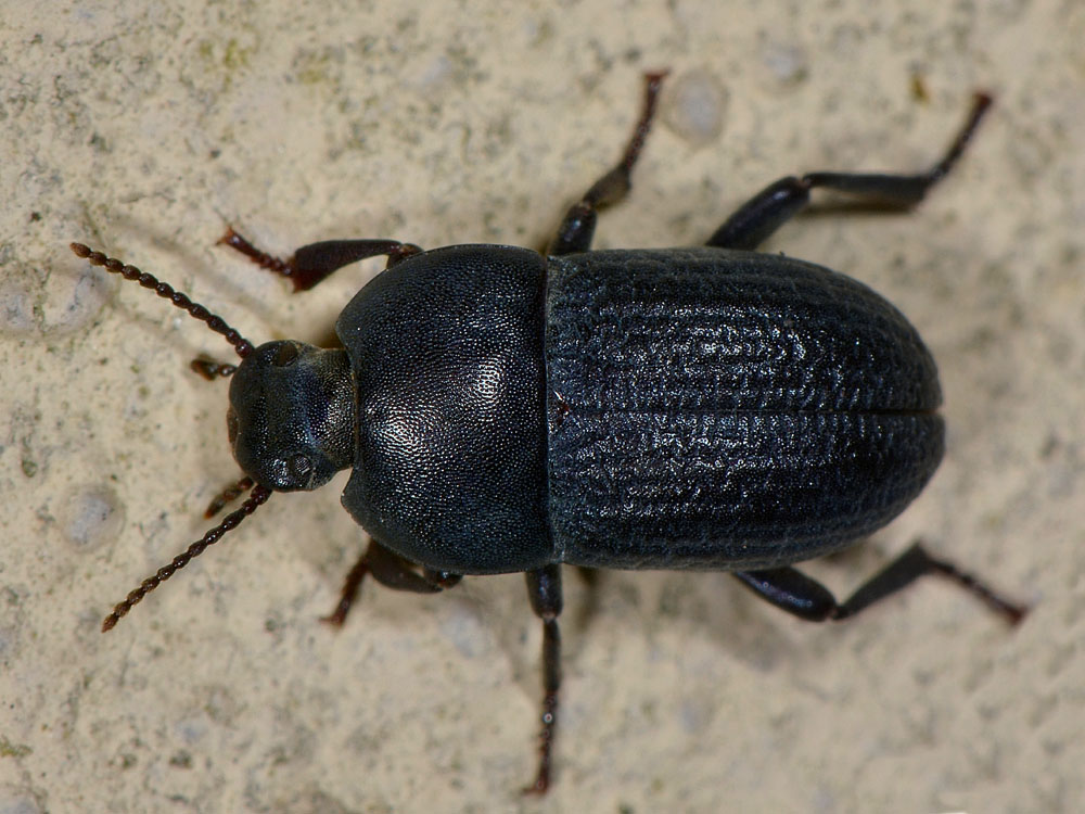 Tenebrionide n.2 da identificare: Pedinus meridianus?